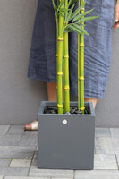 Bambus Concrete, sztuczna roślina w betonowej donicy