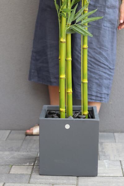 Bambus Concrete, sztuczna roślina w betonowej donicy