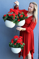 Pelargonia Red, kompozycja pelargonie w wiszącej donicy