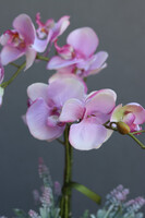 Szampania, różowy storczyk z lawendą