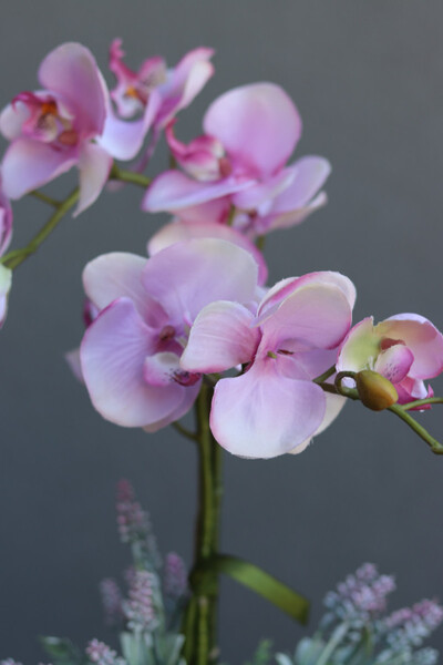 Szampania, różowy storczyk z lawendą