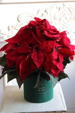 Gwiazda Betlejemska Green, flowerbox zimowy, zielony welur, wys.42cm