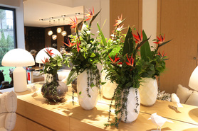 Strelicja Moko Media, egzotyczny bukiet do wazonu, wys.70cm