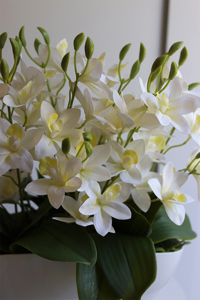 Bielate Cymbydium, storczyk w owalnej doniczce