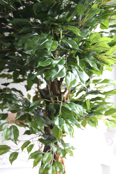 fikus Benjamin, sztuczne drzewko, wys.200cm