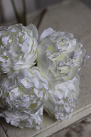 Bella Italia New, bukiet kremowych peoni