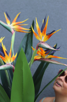 Strelicja Fiberlass, egzotyczna dekoracja podłogowa