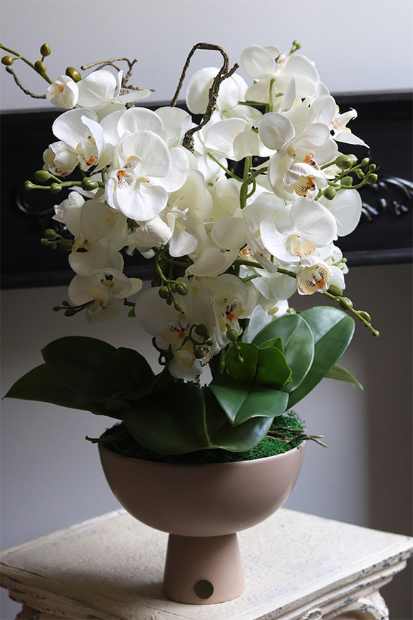 Beige Orchid, storczyk w ceramicznym pucharze