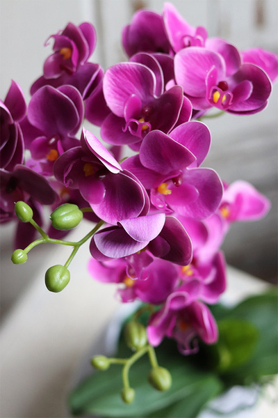 Manferdo Manfredito, fuksjowy storczyk w asymetrycznej donicy, wys.50cm