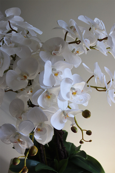 Klesitra Mielisto, biały storczyk w misie, wys.71cm