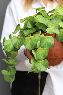 OD REKI Pilea Helite, sztuczna roślina w doniczce pieniążek, wys.27cm