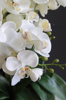 Green Embassy, nowoczesny storczyk w zielonym pucharze