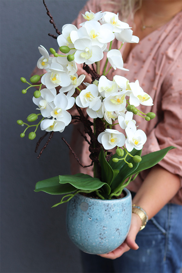 Turkusia 2, gumowy storczyk w ozdobnej donicy