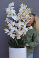 Grande Luise Fiberglass, gumowy storczyk w białej donicy