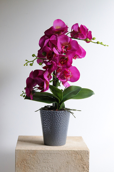 Fuksja Grimana, gumowy storczyk w naczyniu