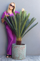 Cykas Hilton, sztuczna roślina w donicy, wys.130cm