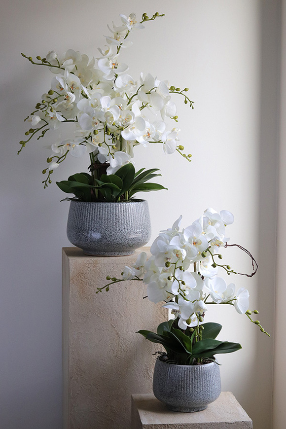 Ferelita Mineni, stylowy storczyk w doniczce ze wzorem