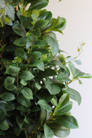 New Green Saute 2, drzewko sztuczne kolumnowe we wkładzie