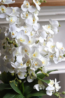 Refila Mediolan Saute, gumowy storczyk do Twojej donicy