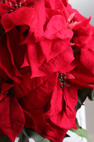 Gwiazda Betlejemska Green, flowerbox zimowy, zielony welur