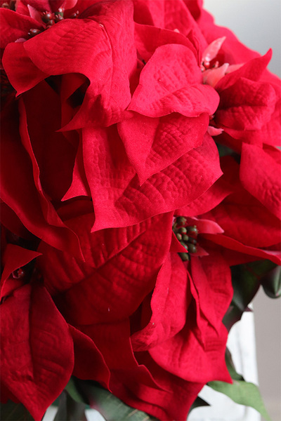 Gwiazda Betlejemska Green, flowerbox zimowy, zielony welur