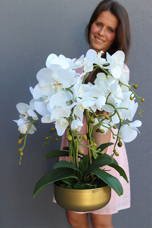 Goldi, elegancki storczyk w złotej misie, wys.52cm