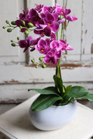 Manferdo Manfredito, fuksjowy storczyk w asymetrycznej donicy, wys.50cm