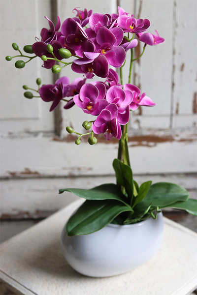 Manferdo Manfredito, fuksjowy storczyk w asymetrycznej donicy, wys.50cm