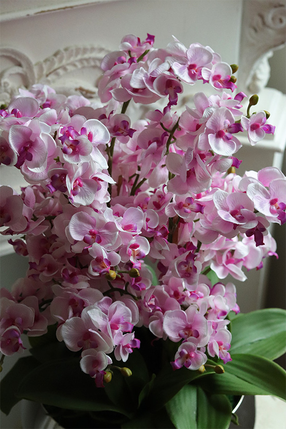 Pink Hotel, ekskluzywny storczyk w srebrnej donicy