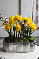 Lusilla 2, kompozycja wiosenna z żonkilami, wys.38cm