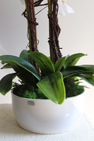 Klesitra Mielisto, biały storczyk w misie, wys.71cm