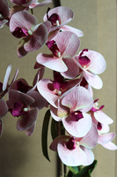 Pink Dandelions, gumowy storczyk w osłonce