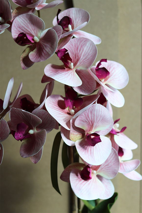 Pink Dandelions, gumowy storczyk w osłonce