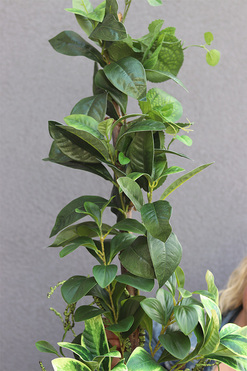 Green Belledia Concrete, sztuczna roślina w betonowej donicy, wys.215cm