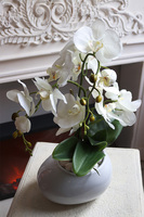 Manferdo Medua, storczyk w asymetrycznej donicy