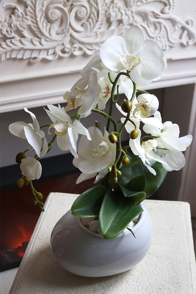 Manferdo Medua, storczyk w asymetrycznej donicy