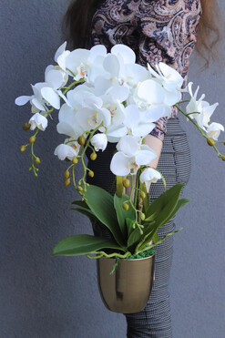 Gold Modena, storczyk w złotym naczyniu, wys.57cm