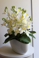 Bielate Cymbydium, storczyk w owalnej doniczce