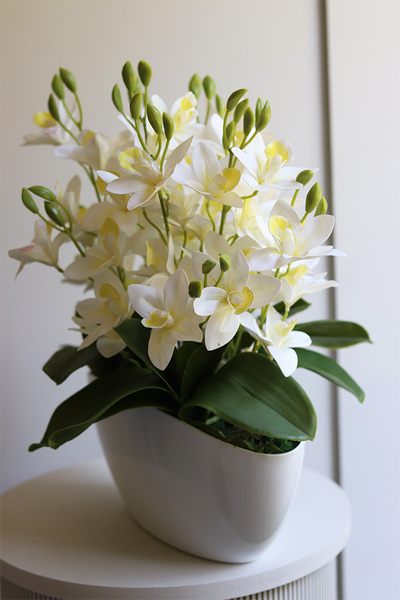 Bielate Cymbydium, storczyk w owalnej doniczce