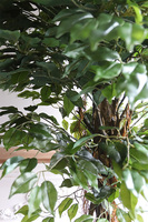 fikus Benjamin, sztuczne drzewko, wys.200cm