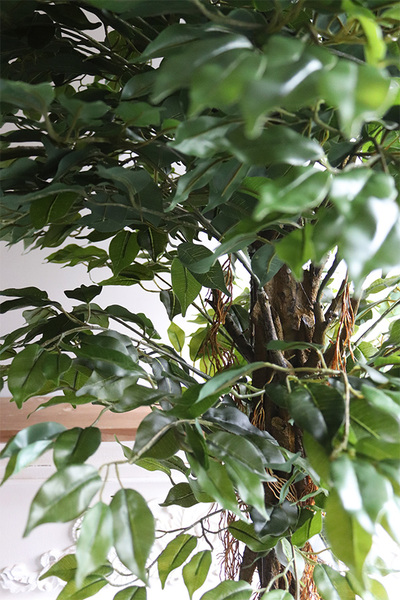 fikus Benjamin, sztuczne drzewko, wys.200cm