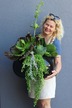 Echeweria XXL, sukulenty w donicy fiberglass, wys.90cm