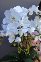 Goldi, elegancki storczyk w złotej misie, wys.52cm