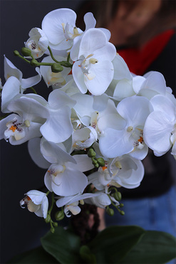 Silver Medilla, sztuczny storczyk w donicy, wys.62cm 