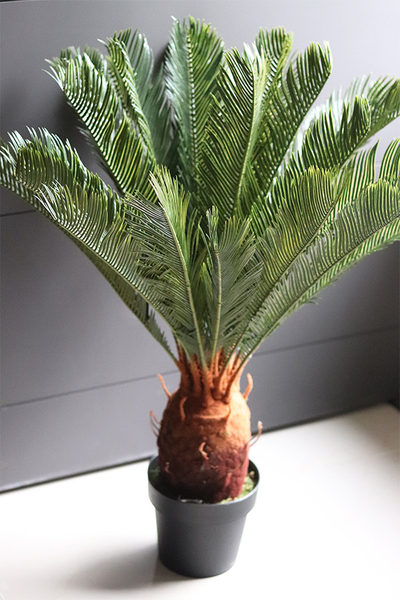 Cykas, sztuczna roślina w osłonce z tworzywa sztucznego