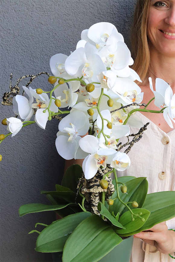 Green Head, storczyk w ceramicznym pucharze