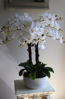 Klesitra Mielisto, biały storczyk w misie, wys.71cm