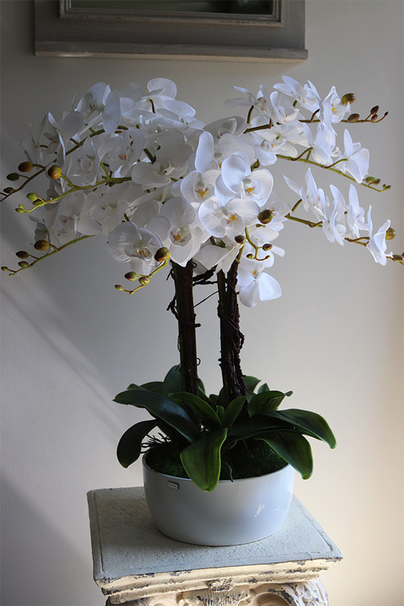 Klesitra Mielisto, biały storczyk w misie, wys.71cm