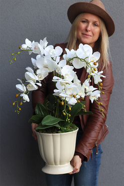 Kalestra, elegancki storczyk w kremowej donicy, wys.70cm