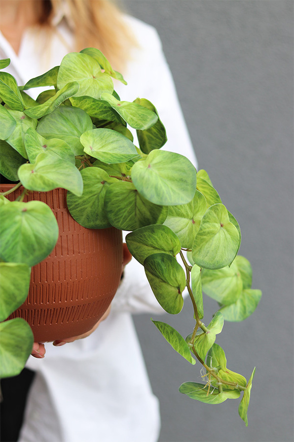 Pilea Helite, sztuczna roślina w doniczce pieniążek